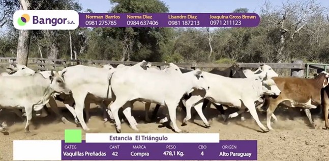 Auction For INSP 1684 - VAQUILLAS PREÑADAS