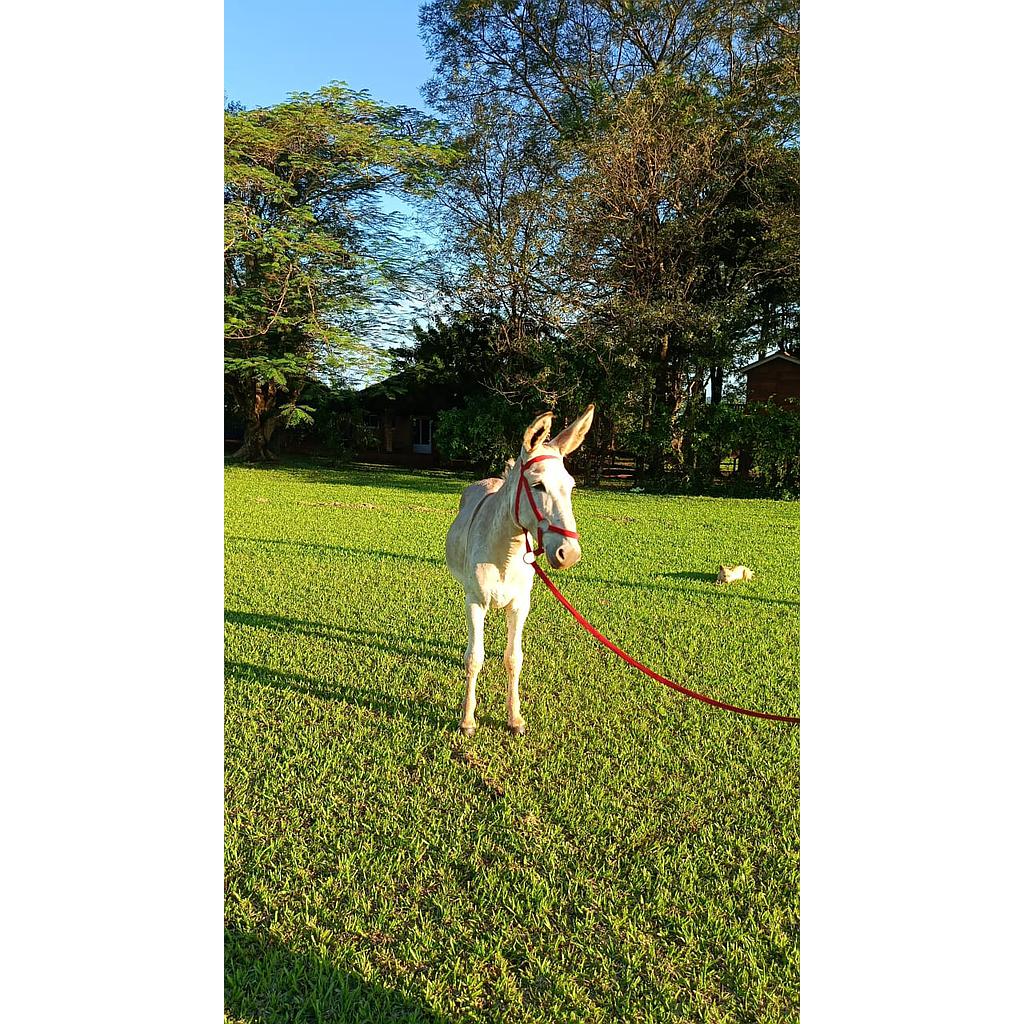 Auction For RP 4 - BURRO PEGA