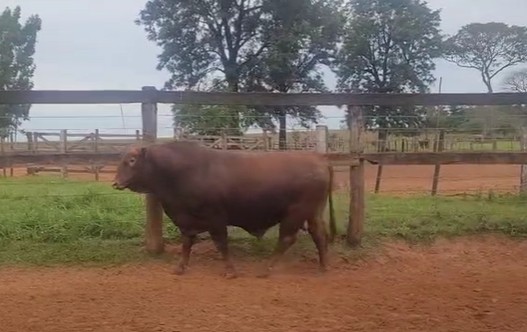 Auction For RP 6839 - TORO REPRODUCTOR