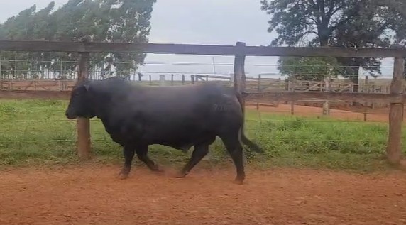 Auction For RP 7109 - TORO REPRODUCTOR