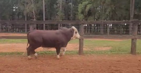 Auction For RP 72236 - TORO REPRODUCTOR
