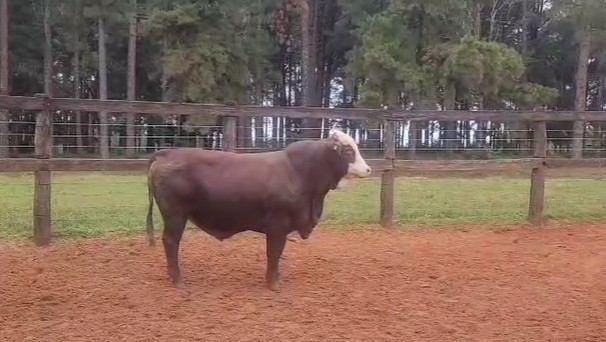 Auction For RP 70606 - TORO REPRODUCTOR