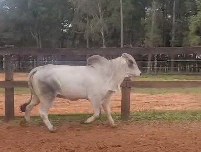 Auction For RP 159 - TORO REPRODUCTOR