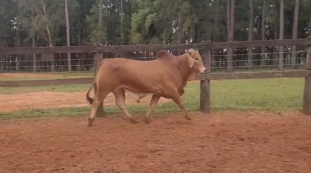 Auction For RP 160 - TORO REPRODUCTOR