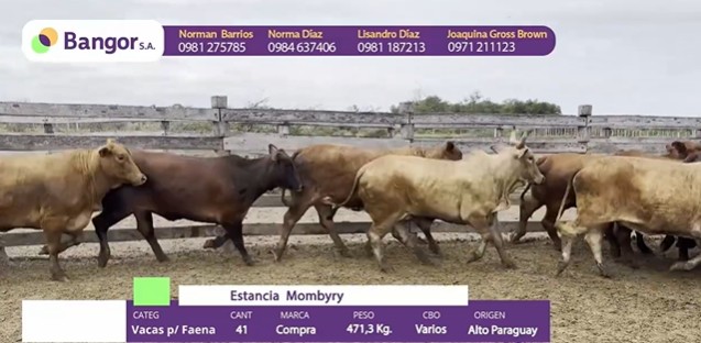 Auction For INSP 1682 - VACAS P/ FAENA