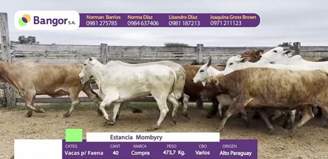 Auction For INSP 1679 - VACAS P/ FAENA