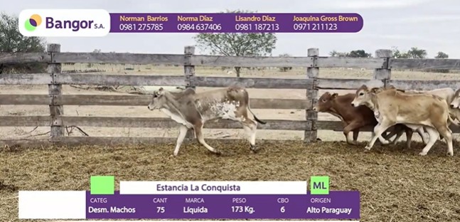 Auction For INSP 913 - DESMAMANTES MACHOS