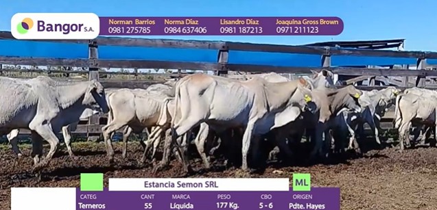 Auction For LOTE 49 - TERNEROS