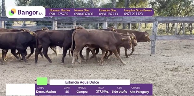 Auction For LOTE 59 - DESMAMANTES MACHOS