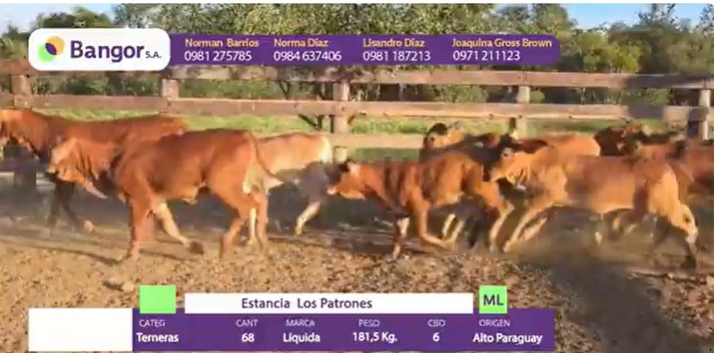 Auction For LOTE 099 - TERNERAS