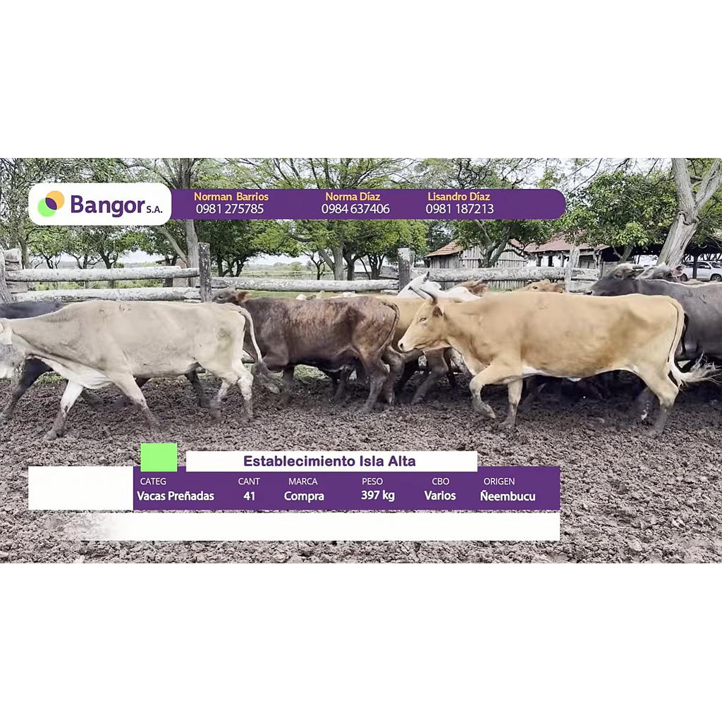 Auction For Lote 05- Vacas Preñadas