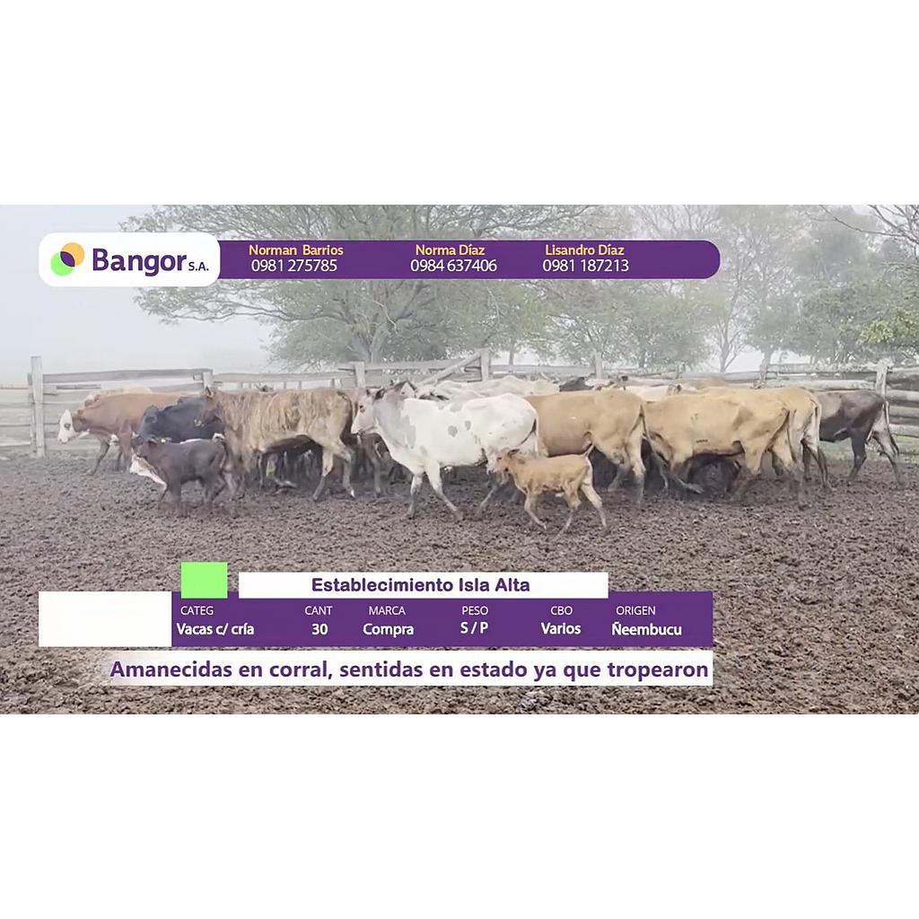 Auction For Lote 07- Vacas con Crias