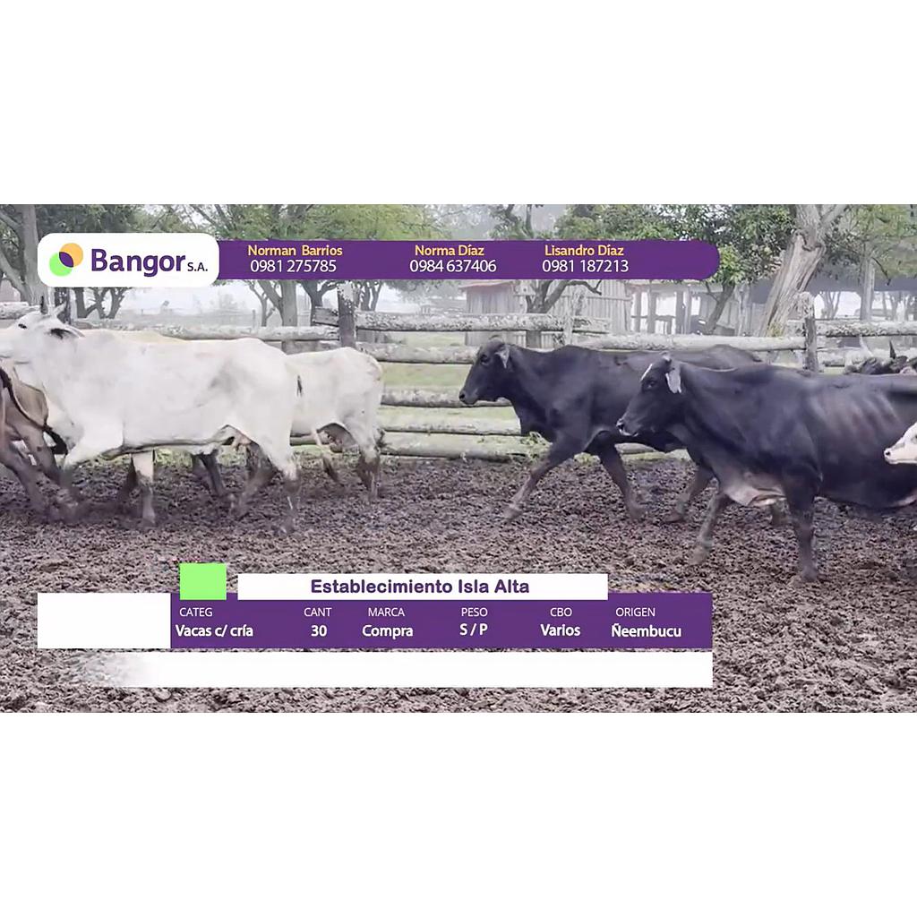 Auction For Lote 08- Vacas con Crias