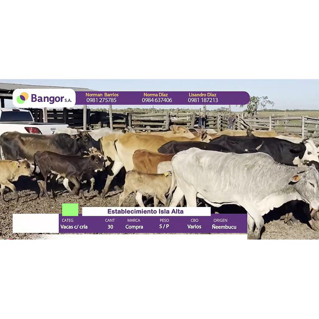 Auction For Lote 10- Vacas con Crias