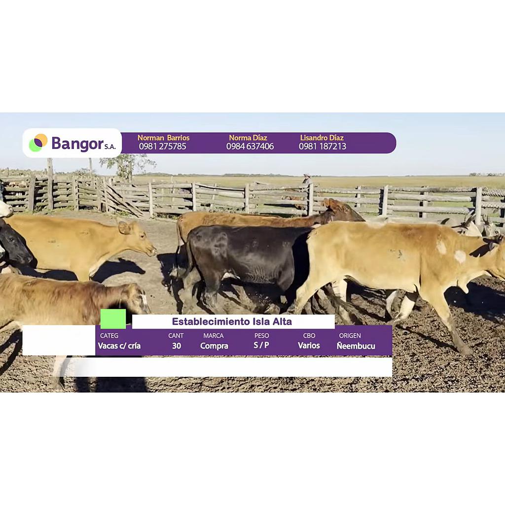 Auction For Lote 11- Vacas con Crias
