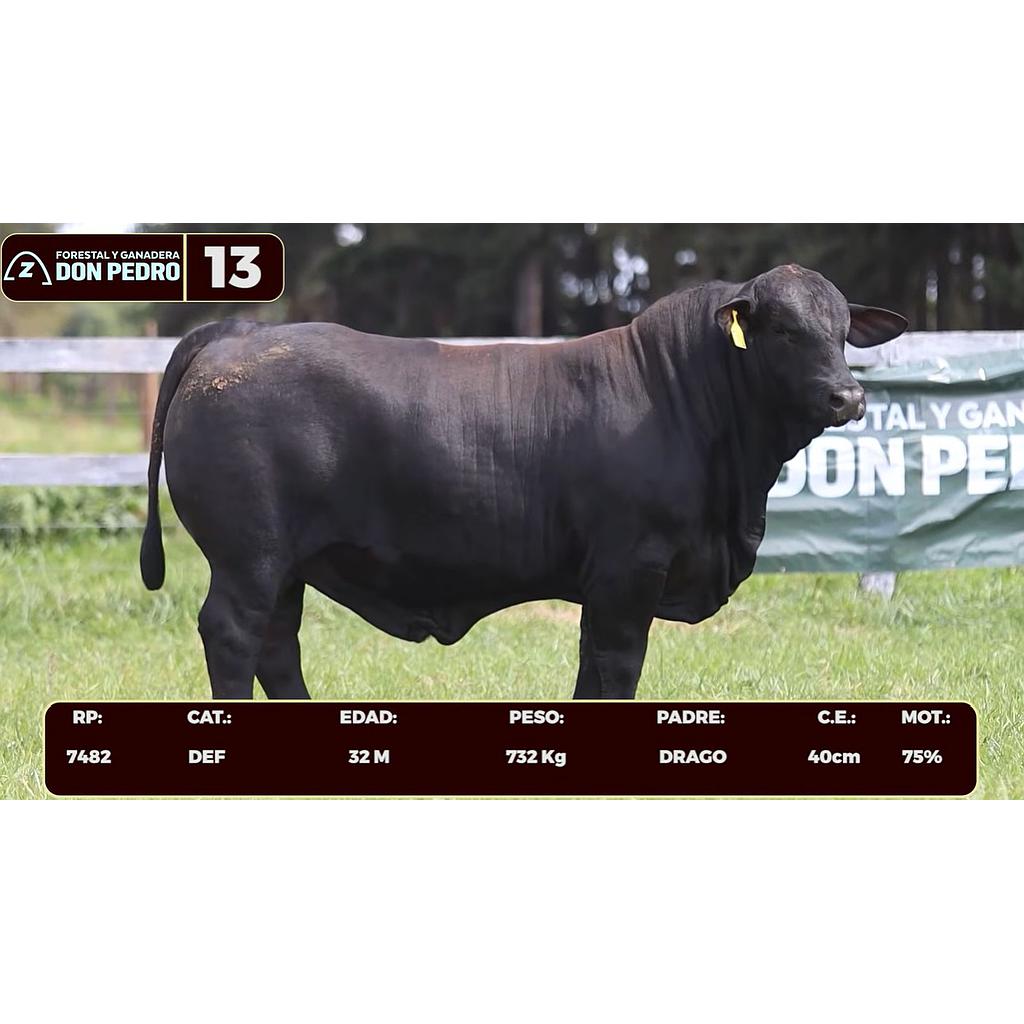 Auction For LOTE 13 - BRANGUS