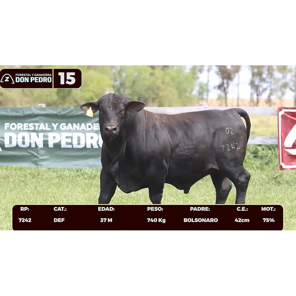 Auction For LOTE 15 - BRANGUS