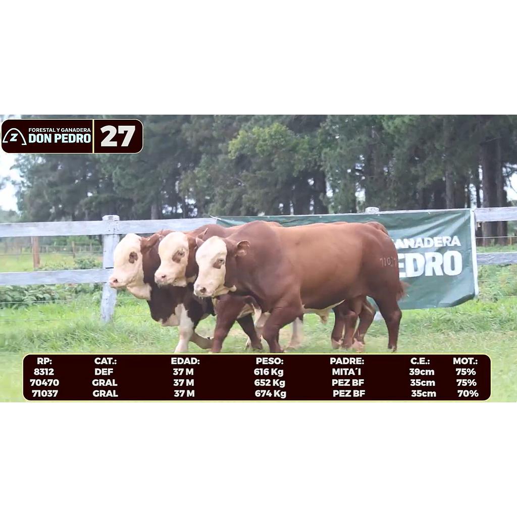 Auction For LOTE 27 - BRAFORD