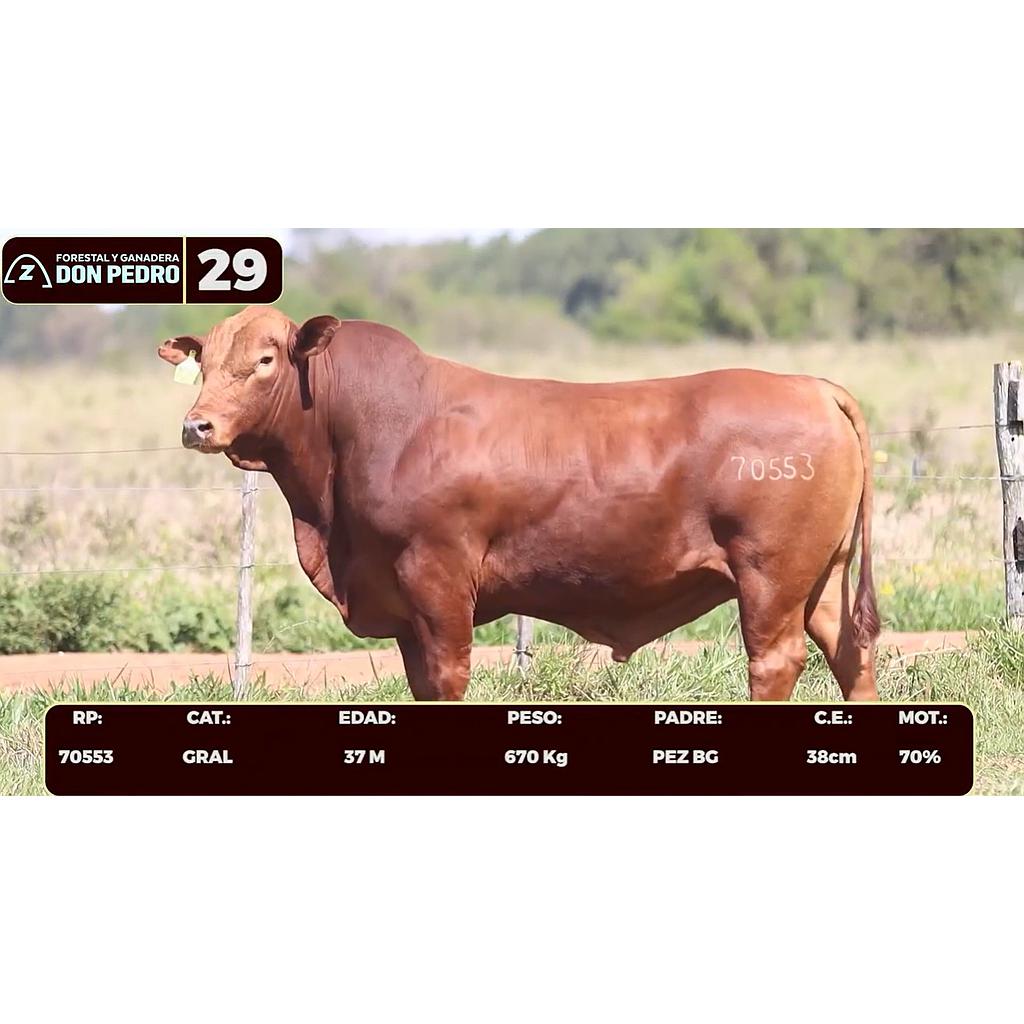 Auction For LOTE 29 - BRANGUS ROJO