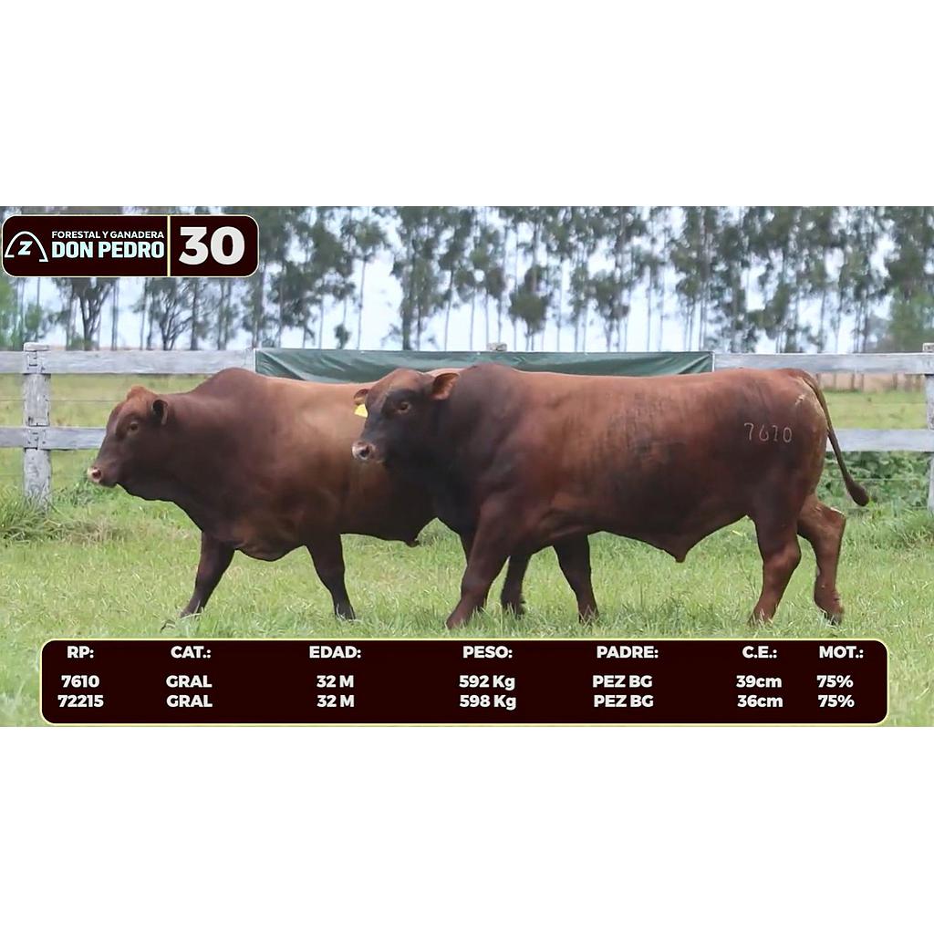 Auction For LOTE 30 - BRANGUS BARCINO