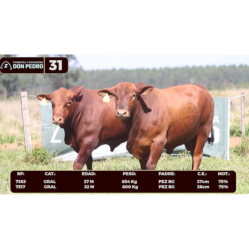 Auction For LOTE 31 - BRANGUS ROJO
