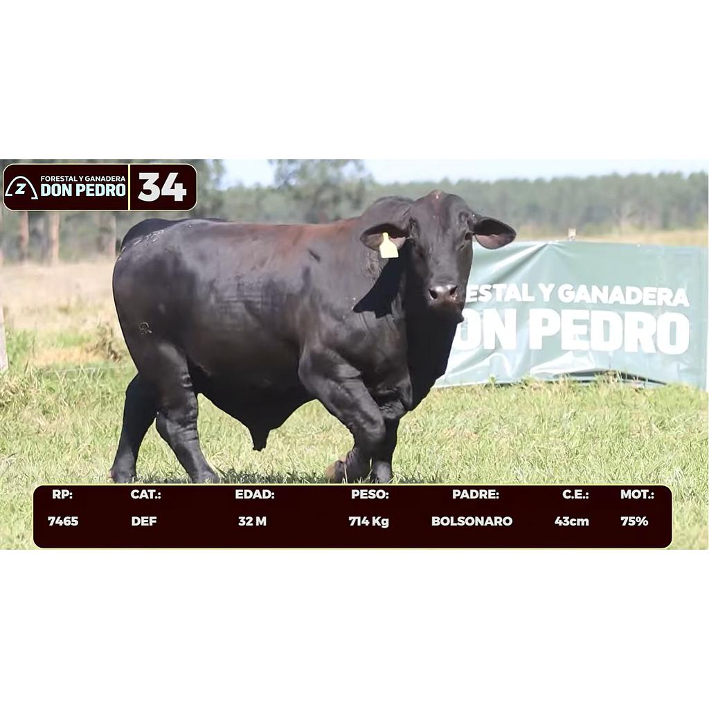Auction For LOTE 34 - BRANGUS NEGRO