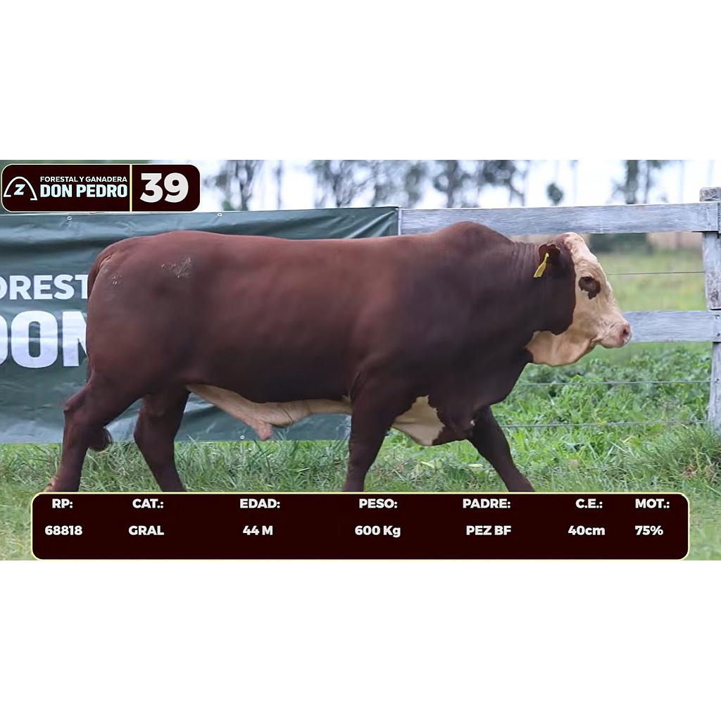 Auction For LOTE 39 - BRAFORD