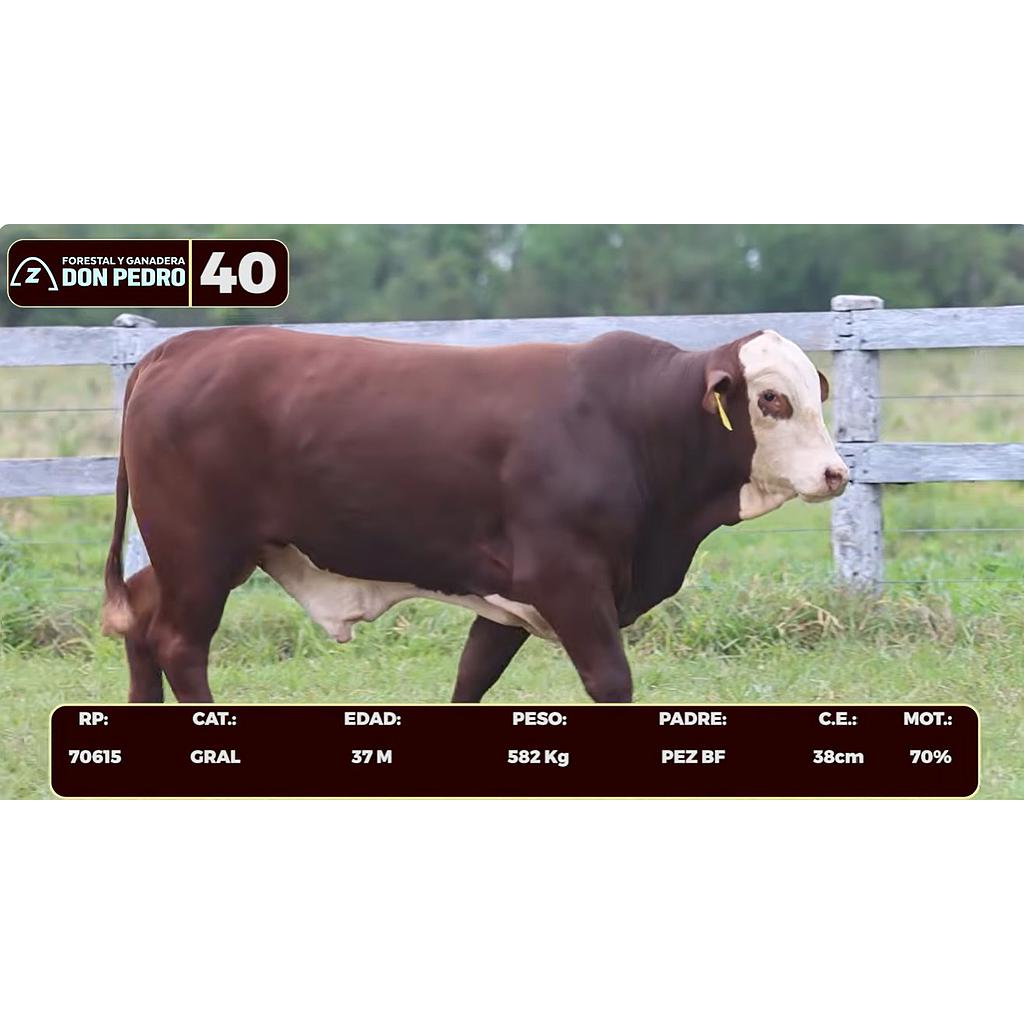 Auction For LOTE 40 - BRAFORD