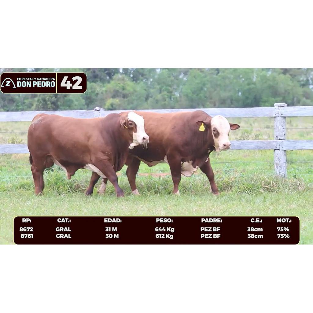 Auction For LOTE 42 - BRAFORD