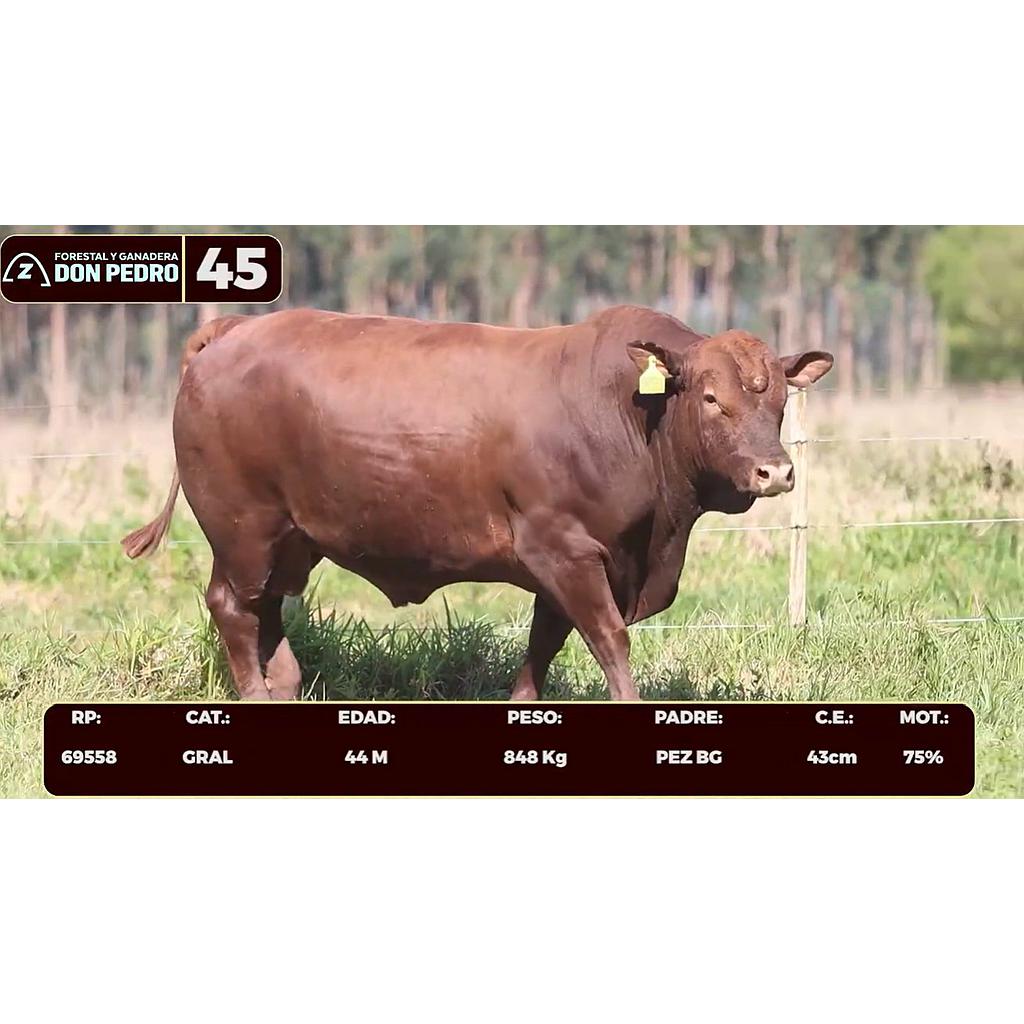 Auction For LOTE 45 - BRANGUS ROJO