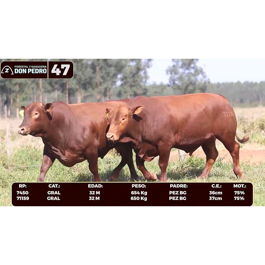 Auction For LOTE 47 - BRANGUS ROJO