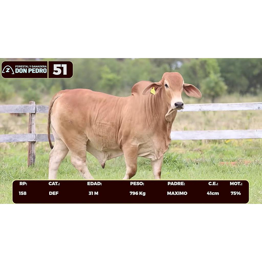 Auction For LOTE 51 - BRAHMAN ROJO