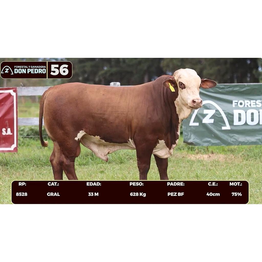 Auction For LOTE 56 - BRAFORD