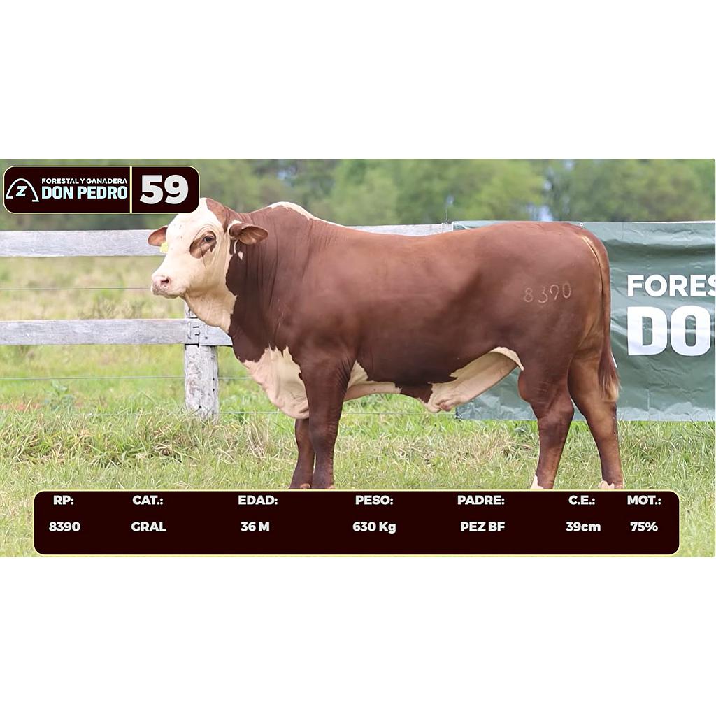 Auction For LOTE 59 - BRAFORD