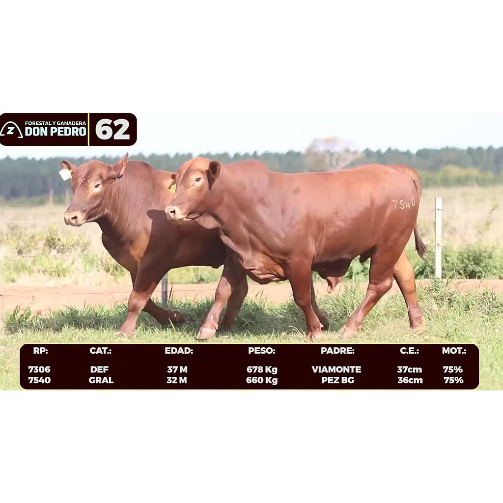 Auction For LOTE 62 - BRANGUS ROJO