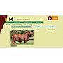 LOTE 14 - BRANGUS