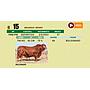 LOTE 15 - BRANGUS