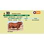 LOTE 33 - BRANGUS NEGRO