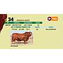 LOTE 34 - BRANGUS NEGRO