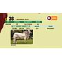 LOTE 36 - BRAHMAN ROJO