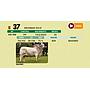 LOTE 37 - BRAHMAN ROJO