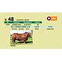 LOTE 48 - BRANGUS NEGRO