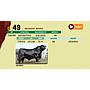 LOTE 49 - BRANGUS NEGRO