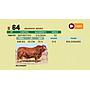 LOTE 64 - BRANGUS NEGRO