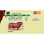 LOTE 65 - BRANGUS NEGRO
