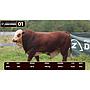LOTE 01