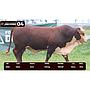 LOTE 04 - BRAFORD