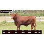 LOTE 08 - BRANGUS ROJO