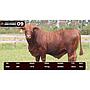 LOTE 09 - BRANGUS ROJO
