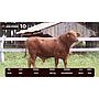 LOTE 10 - BRANGUS ROJO